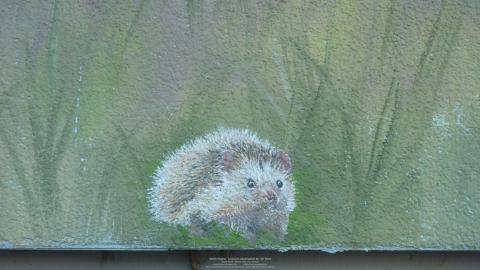 igel